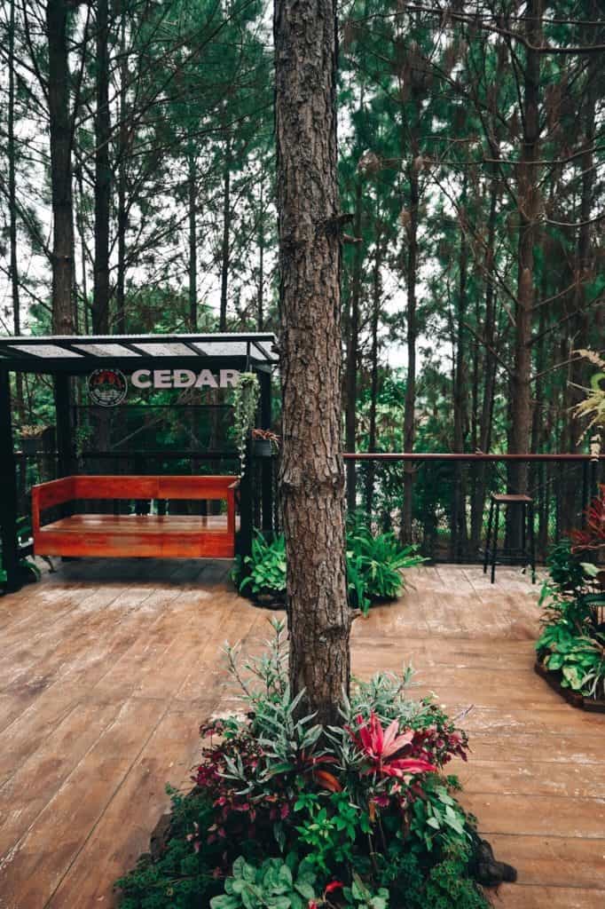 CEDAR ป่าสน CAFE เก็บภาพสวยสุดชิคได้อย่างจุใจ