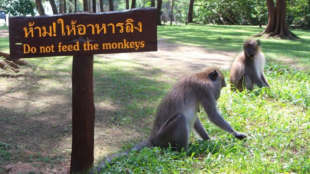 สิ่งที่นักท่องเที่ยวไม่ควรทำ การให้อาหารสัตว์ป่า